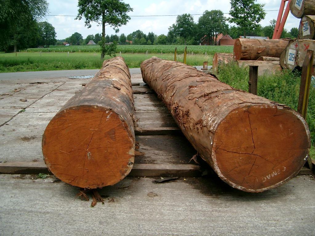 10 BOARD FEET KILN DRIED 8/4 SPANISH CEDAR LUMBER WOOD FAS GRADE - Image 2